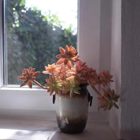 Lei *